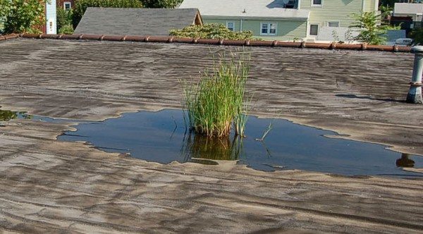 Flat roof drains, scuppers are important - pooling water will cause plants to grow deteriorating the roof